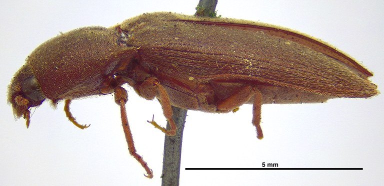Agriotes gurgistanus L Agriotes gurgistanus L