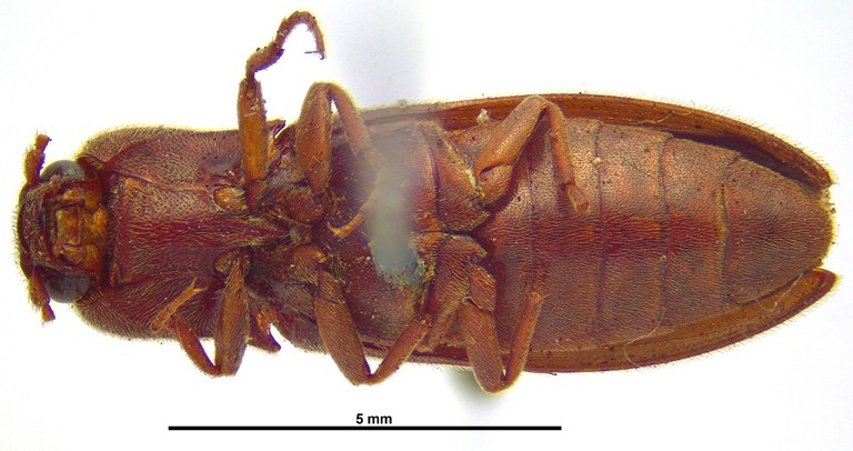 Agriotes gurgistanus V Agriotes gurgistanus V