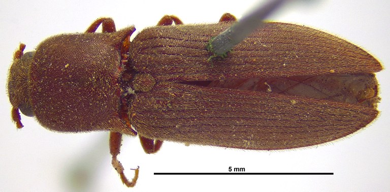 Agriotes gurgistanus D
