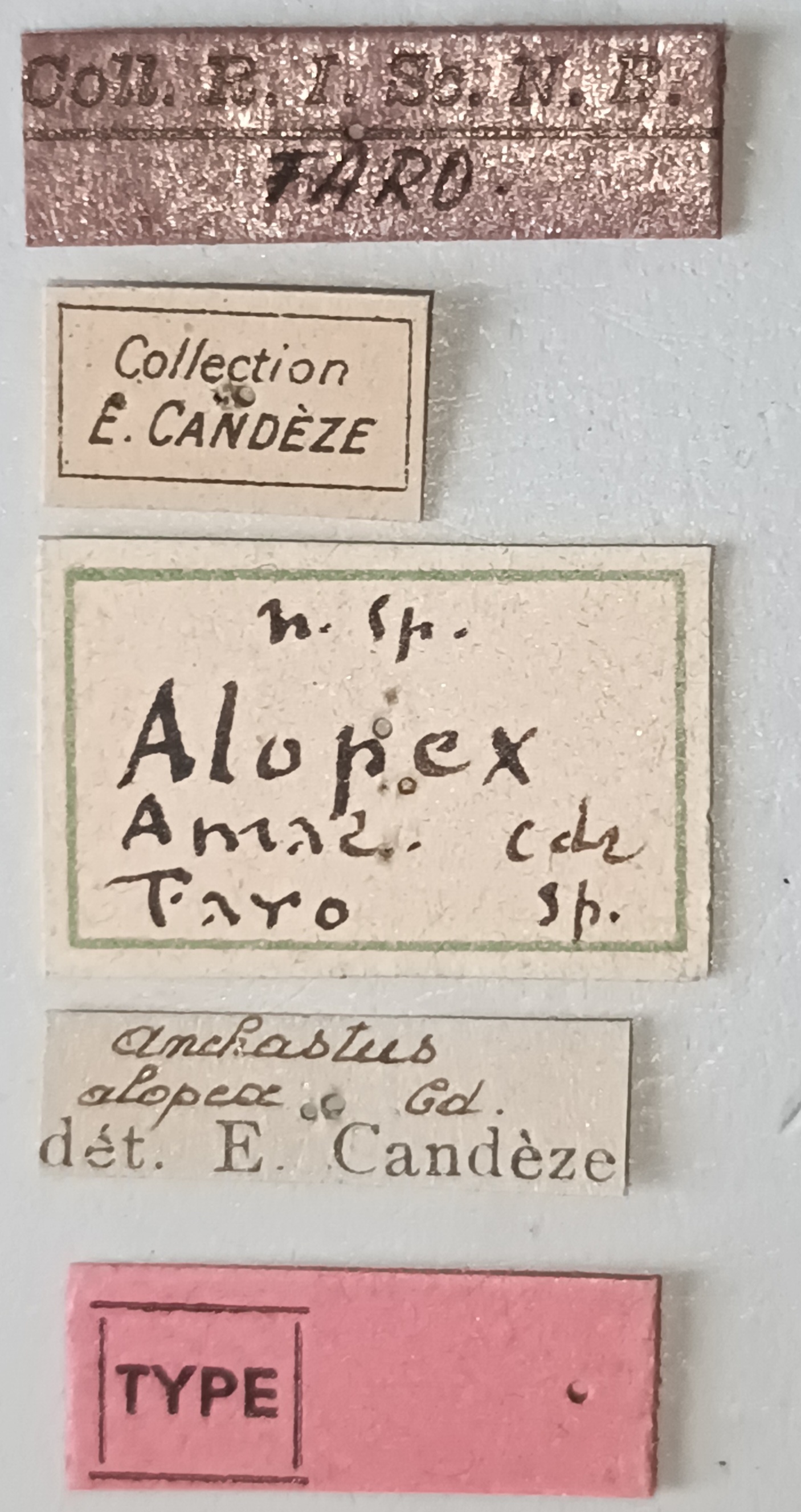 Anchastus alopex T Labels.jpg