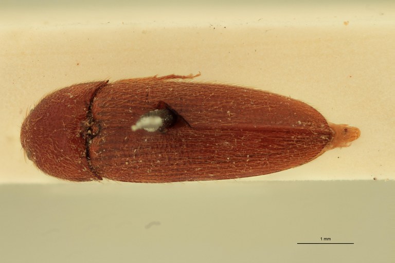 Anchastus australis St D.jpg