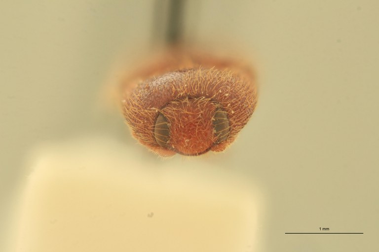 Anchastus australis St F.jpg