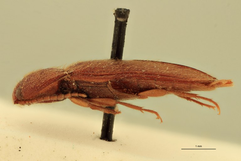 Anchastus australis St L.jpg