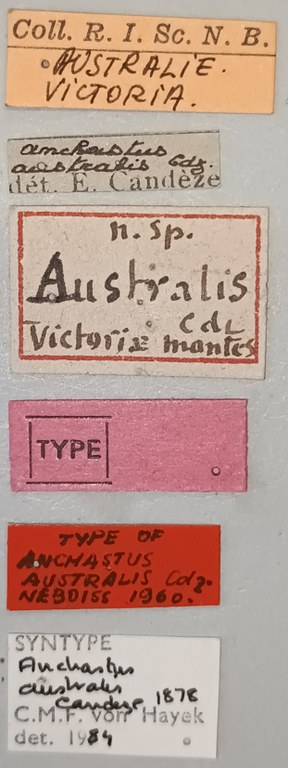 Anchastus australis St Labels.jpg