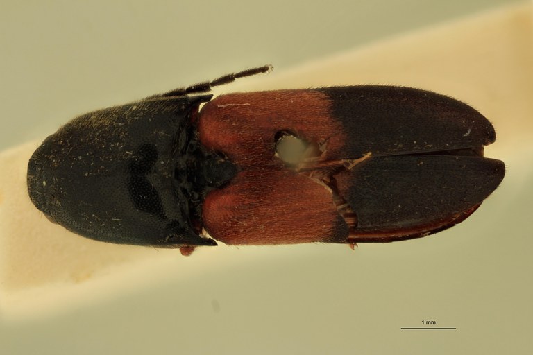 Anchastus balteatus M St D.jpg