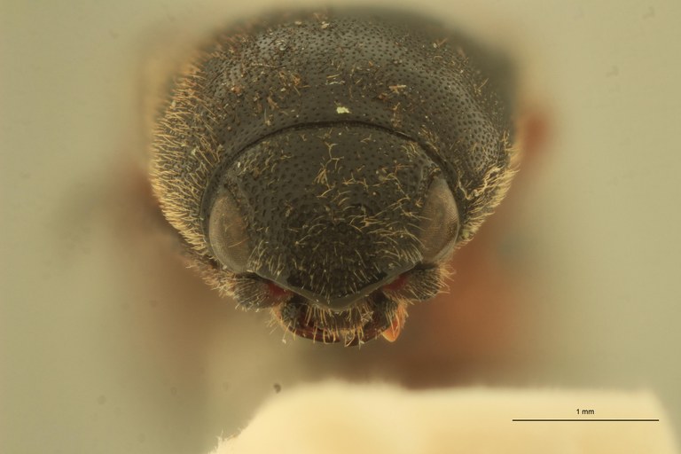 Anchastus balteatus M St F.jpg