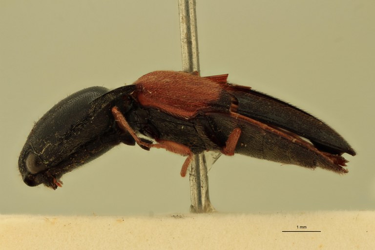 Anchastus balteatus M St L.jpg