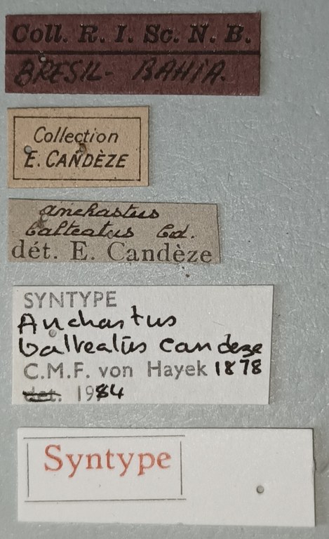 Anchastus balteatus M St Labels.jpg