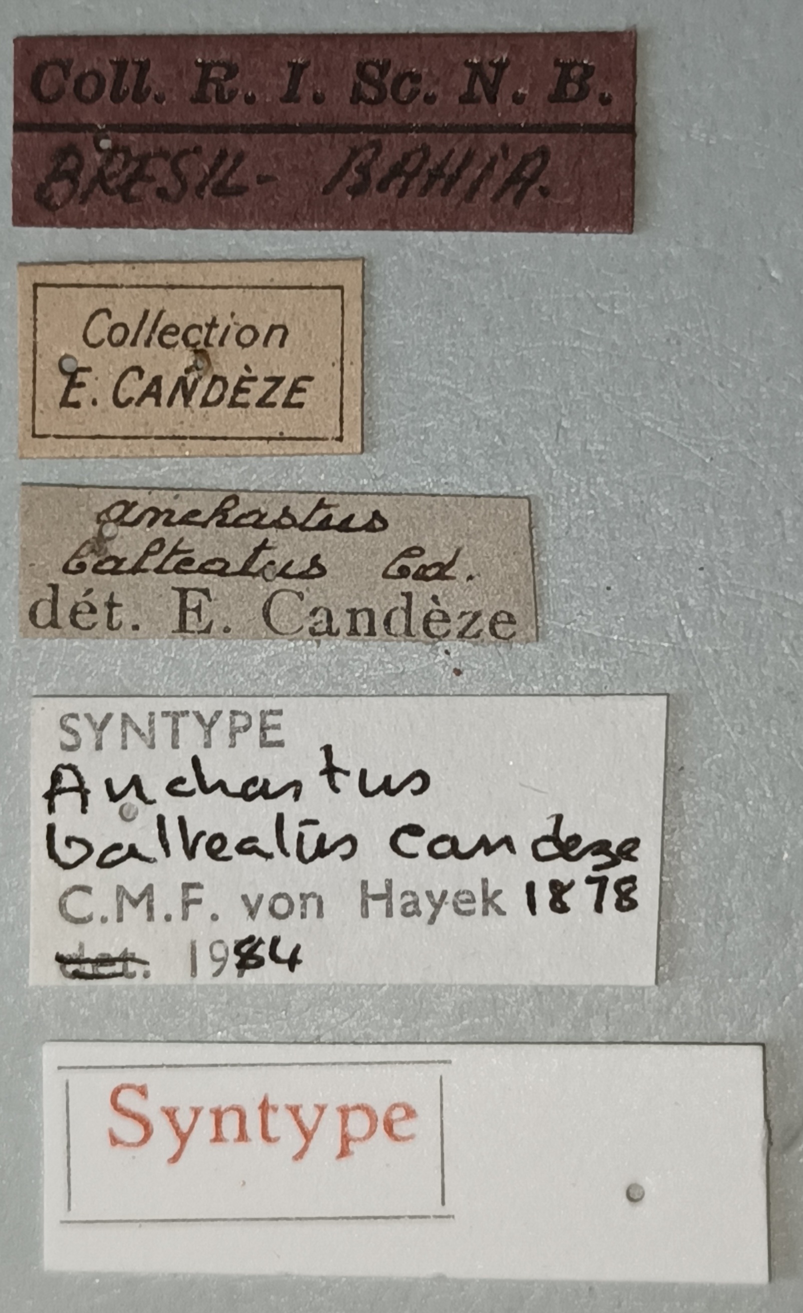 Anchastus balteatus M St Labels.jpg