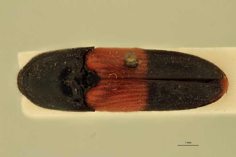 Anchastus balteatus St D.jpg