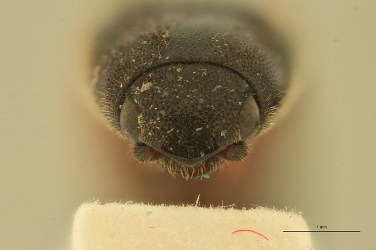 Anchastus balteatus St F.jpg