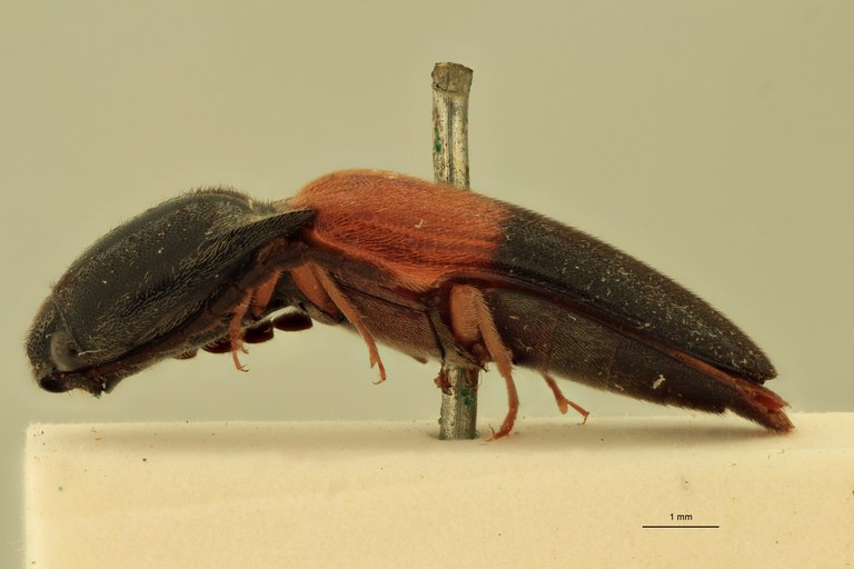 Anchastus balteatus St L.jpg