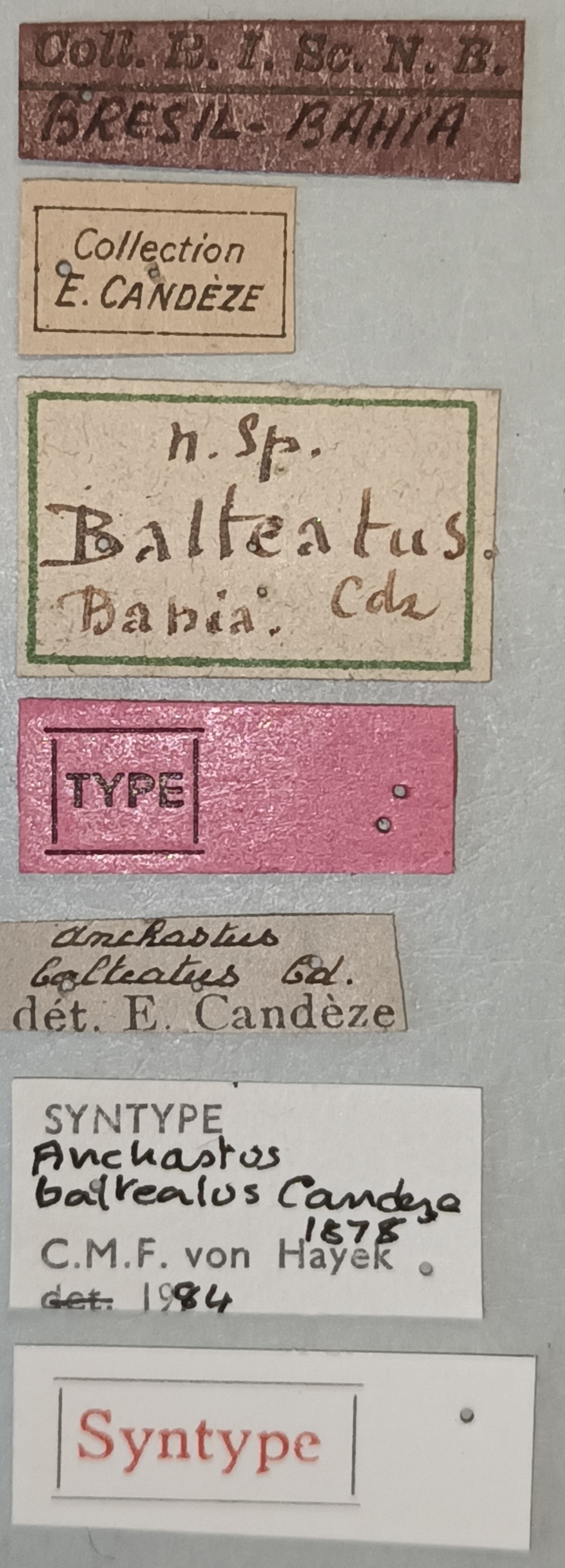 Anchastus balteatus St Labels.jpg