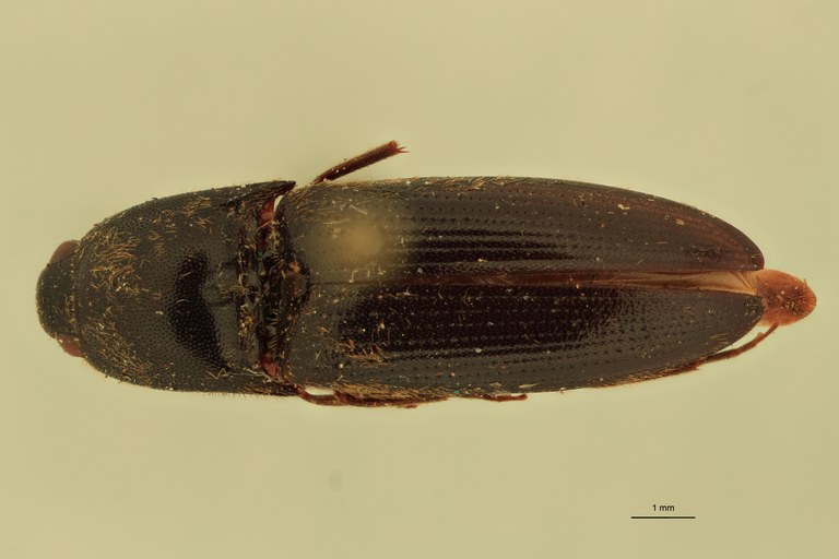 Anchastus bengalensis F St D.jpg Anchastus bengalensis F St D.jpg