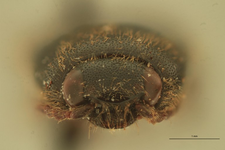 Anchastus bengalensis F St F.jpg Anchastus bengalensis F St F.jpg