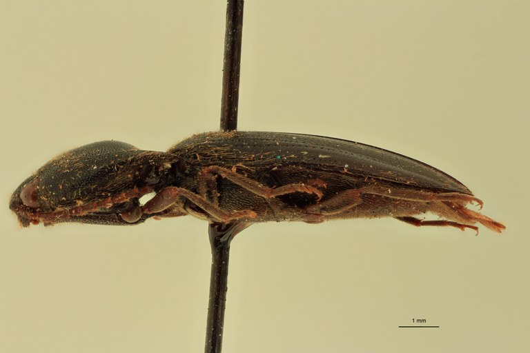 Anchastus bengalensis F St L.jpg Anchastus bengalensis F St L.jpg