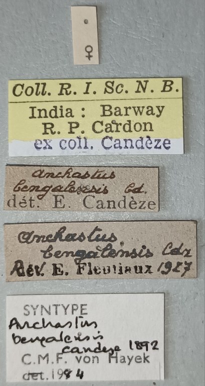 Anchastus bengalensis F St Labels.jpg Anchastus bengalensis F St Labels.jpg