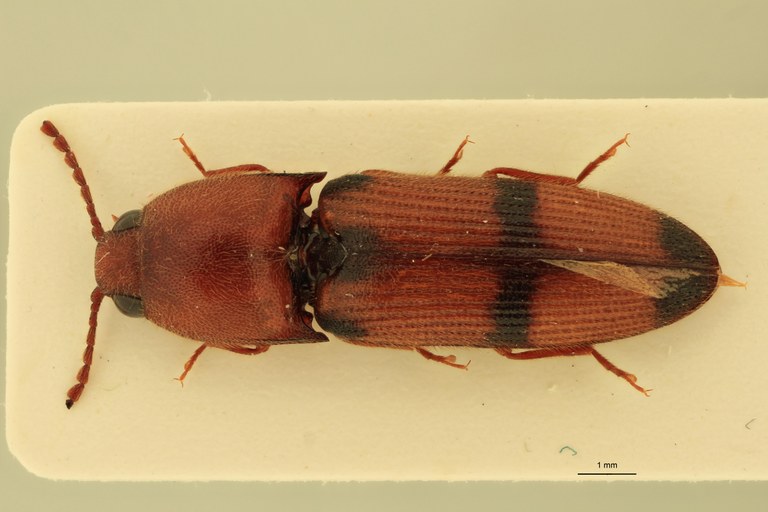 Anchastus brulei Pt D.jpg