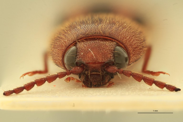 Anchastus brulei Pt F.jpg