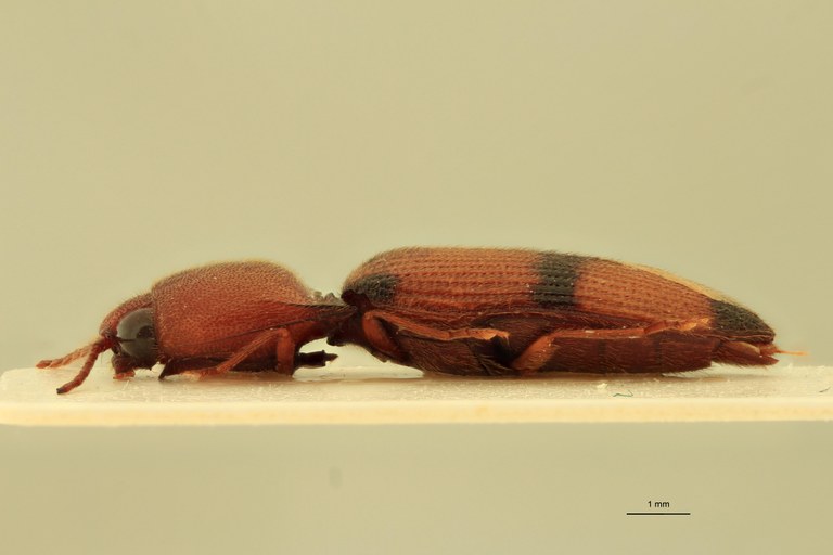 Anchastus brulei Pt L.jpg