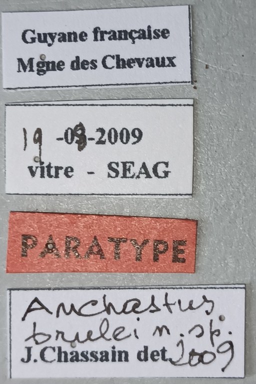 Anchastus brulei Pt Labels.jpg