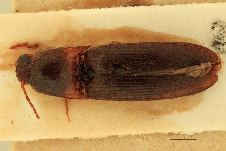 Anchastus carinatus F St D.jpg Anchastus carinatus F St D.jpg