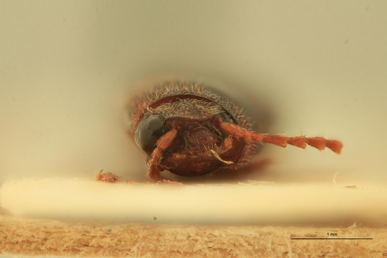 Anchastus carinatus F St F.jpg Anchastus carinatus F St F.jpg