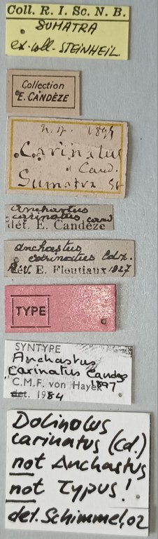 Anchastus carinatus F St Labels.jpg Anchastus carinatus F St Labels.jpg