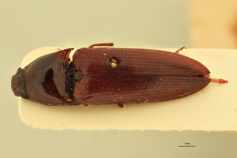 Anchastus carneus St D.jpg