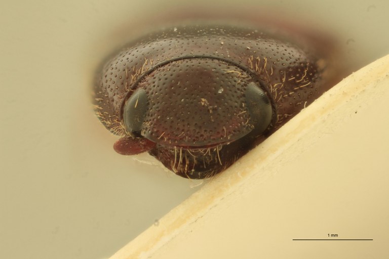 Anchastus carneus St F.jpg