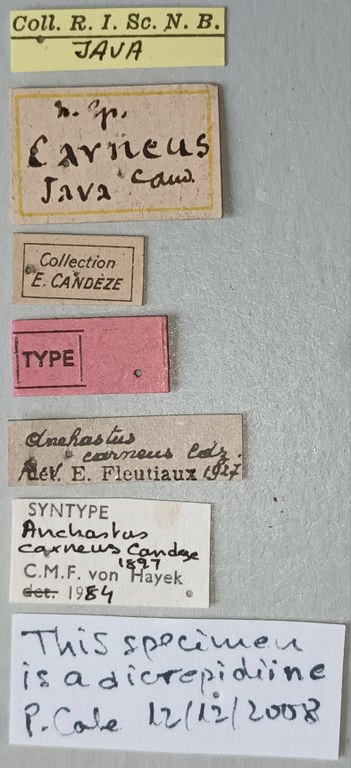 Anchastus carneus St Labels.jpg