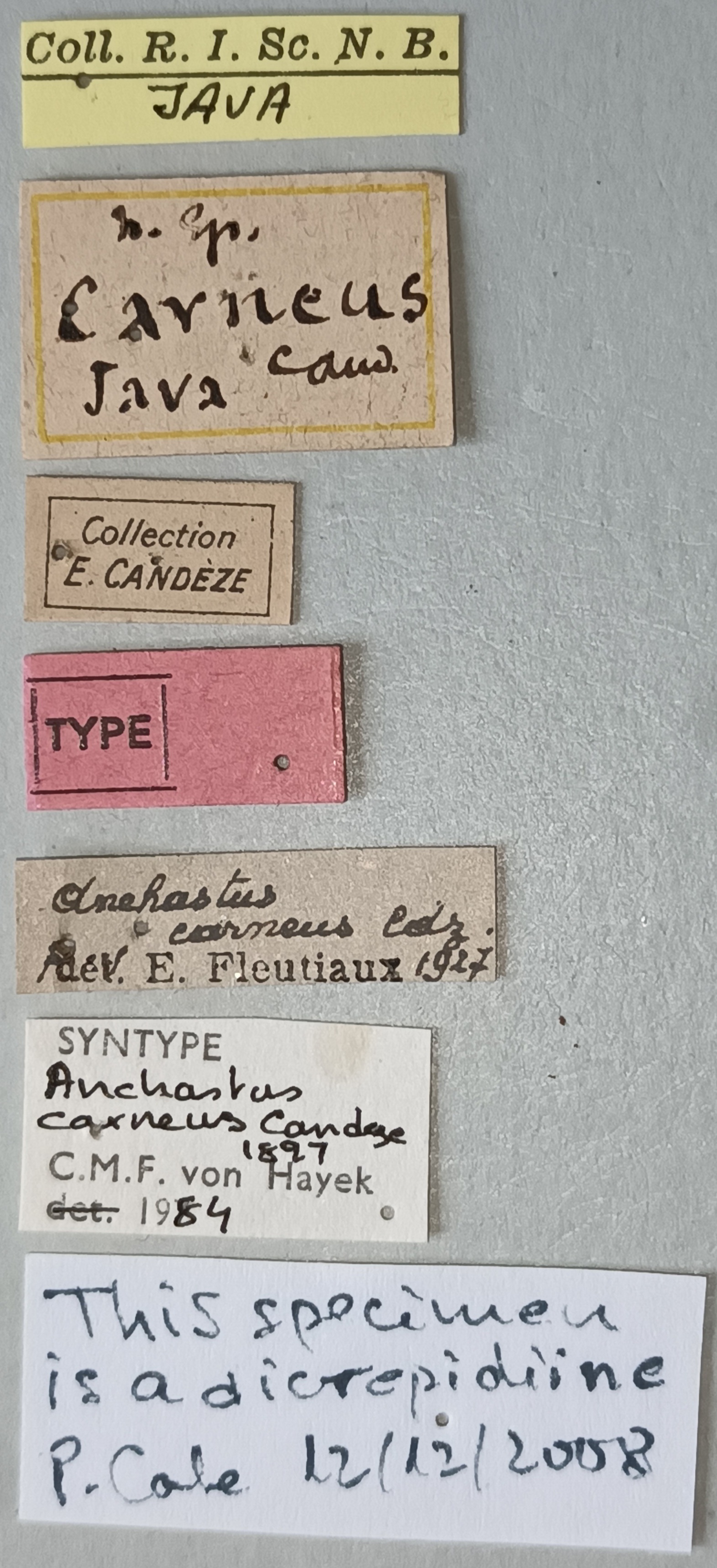 Anchastus carneus St Labels.jpg