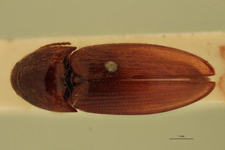 Anchastus castelnaui F St D.jpg Anchastus castelnaui F St D.jpg