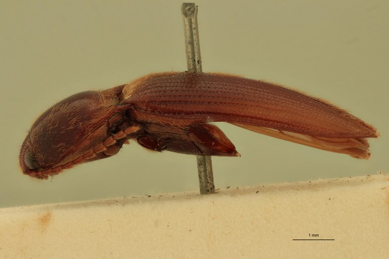 Anchastus castelnaui F St L.jpg Anchastus castelnaui F St L.jpg