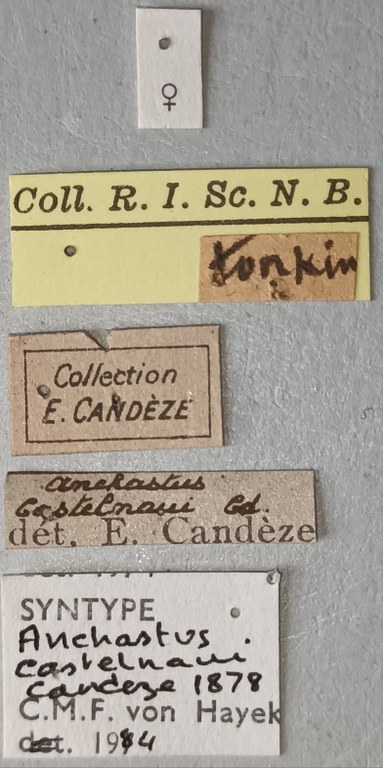 Anchastus castelnaui F St Labels.jpg Anchastus castelnaui F St Labels.jpg