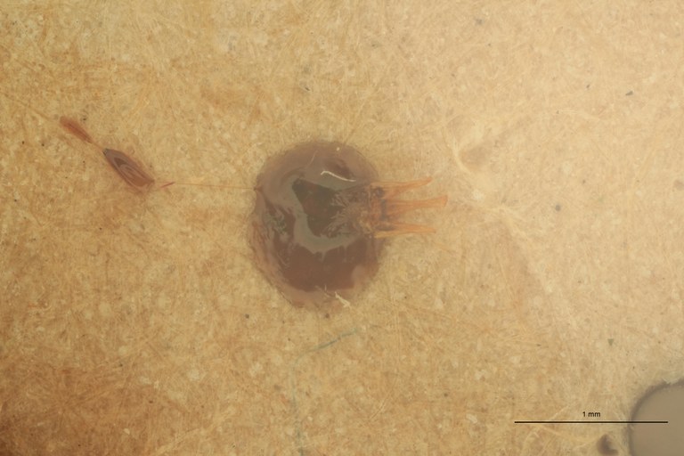 Anchastus castelnaui M Lt Aedeagus.jpg