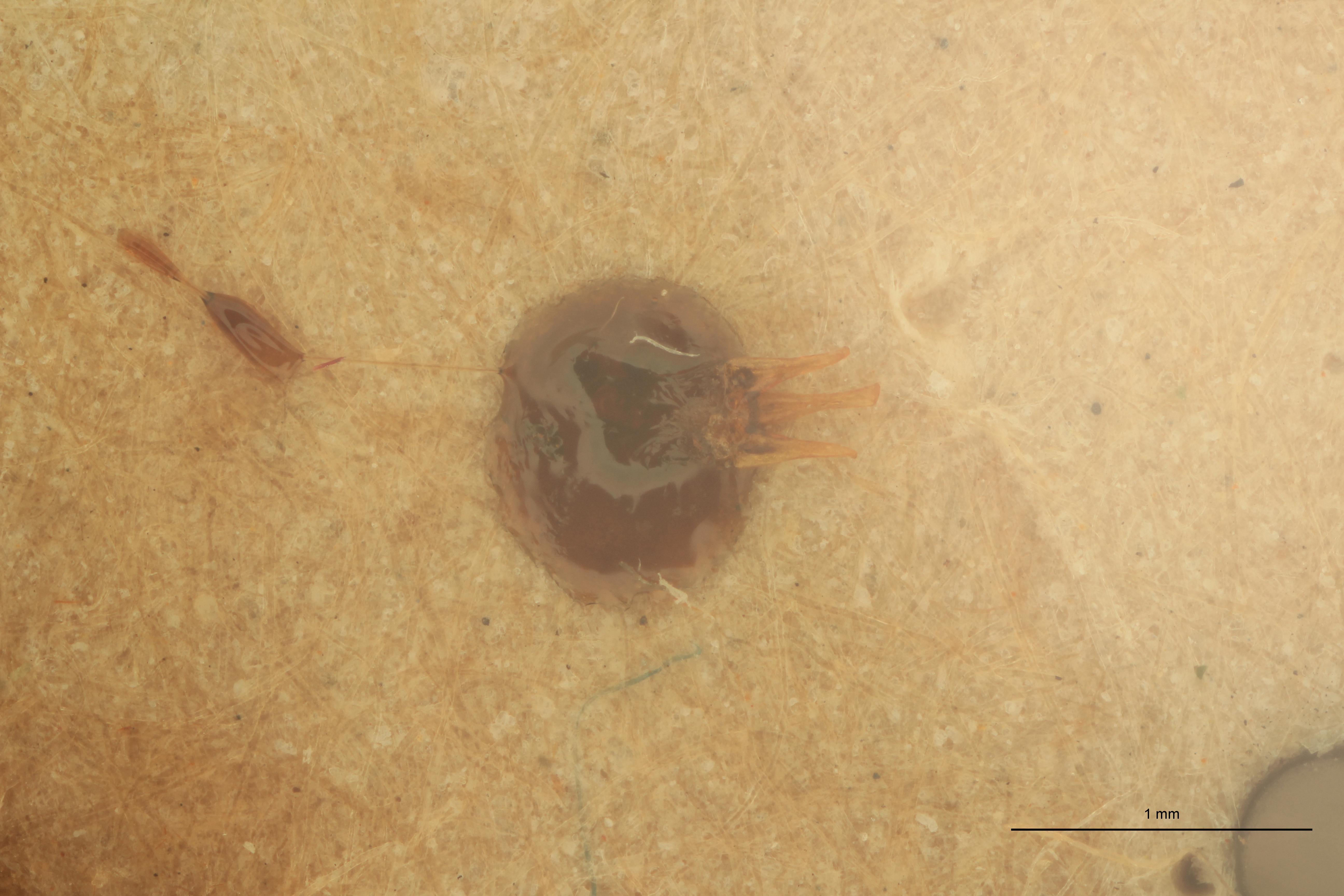 Anchastus castelnaui M Lt Aedeagus.jpg