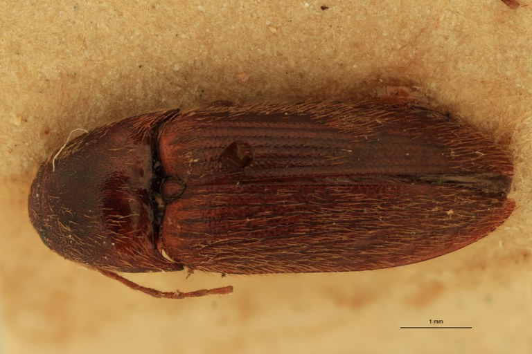 Anchastus castelnaui M Lt D.jpg