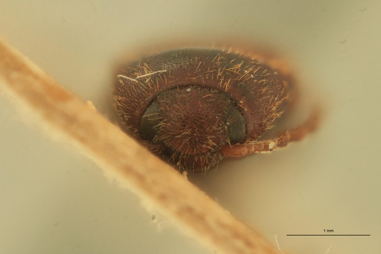 Anchastus castelnaui M Lt F.jpg