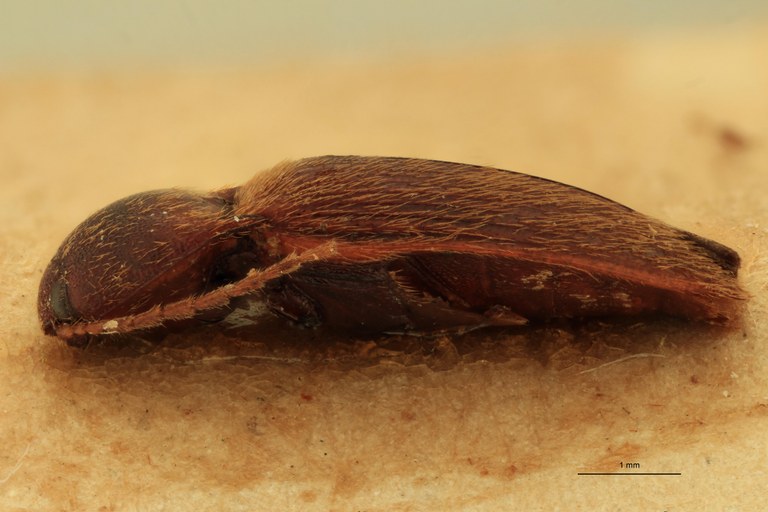 Anchastus castelnaui M Lt L.jpg