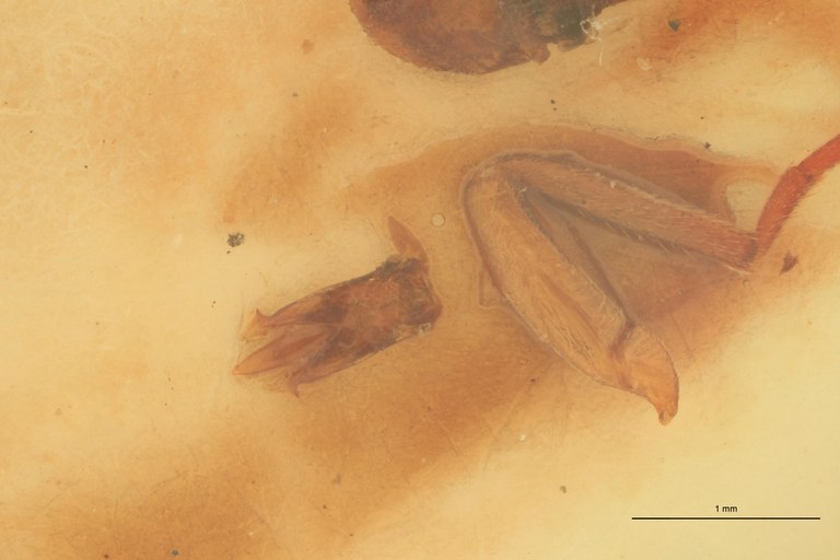 Anchastus castelnaui M St Aedeagus.jpg