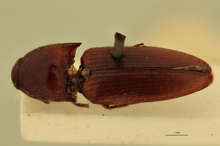 Anchastus castelnaui M St D.jpg