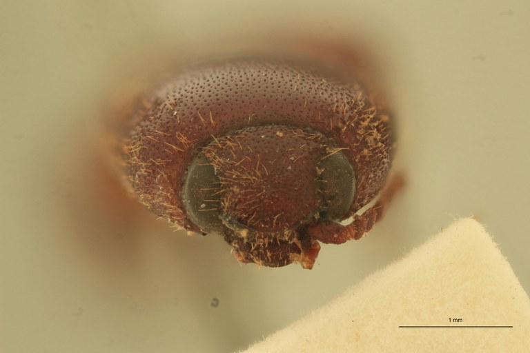 Anchastus castelnaui M St F.jpg