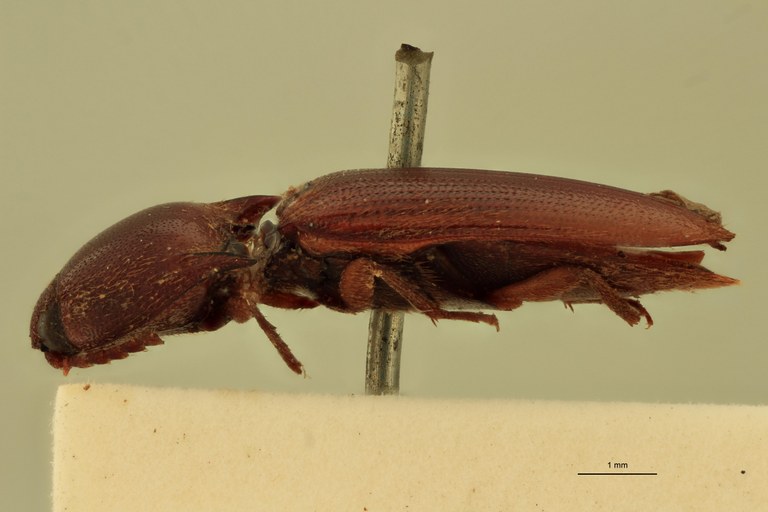 Anchastus castelnaui M St L.jpg