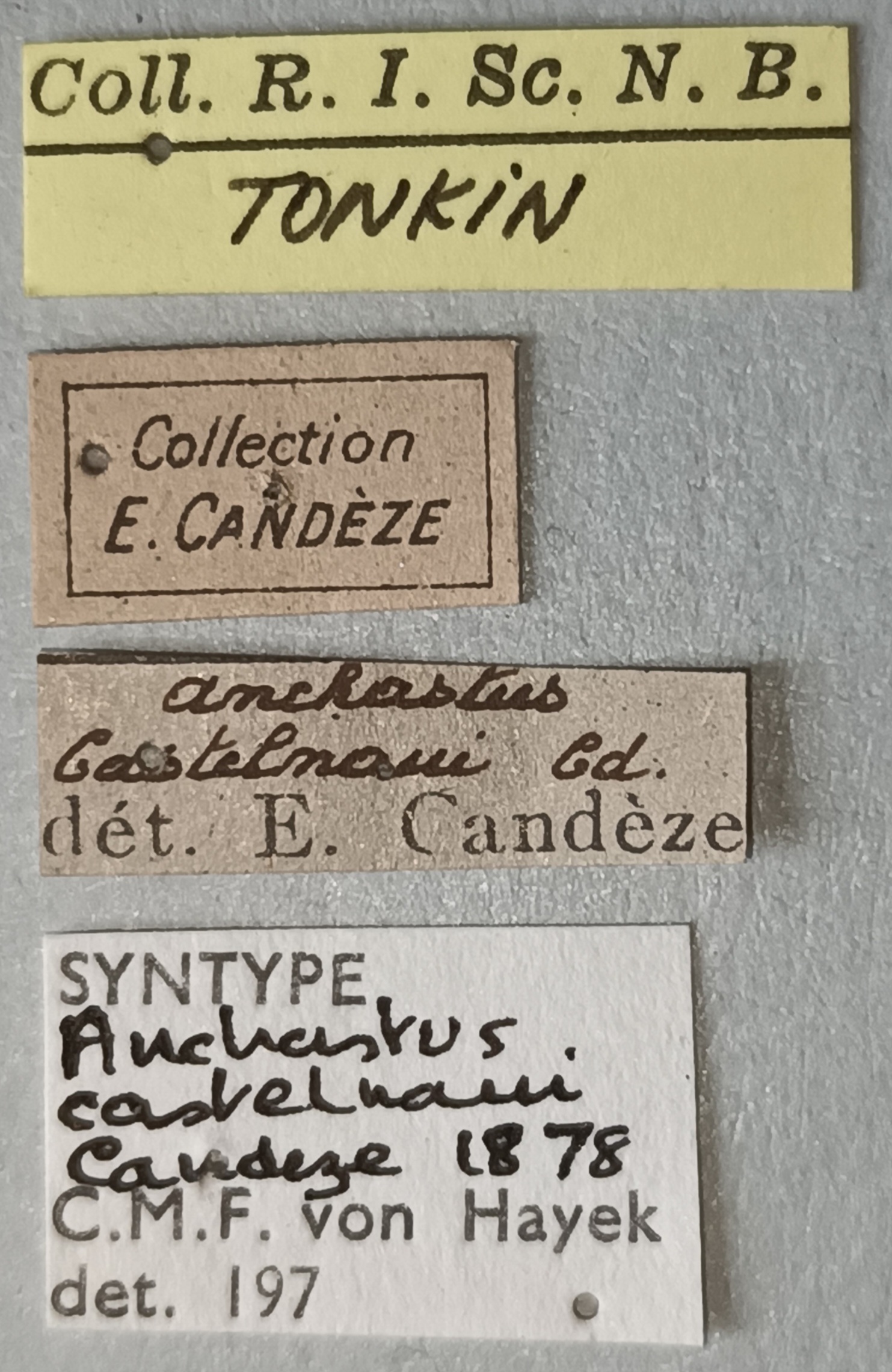 Anchastus castelnaui M St Labels.jpg