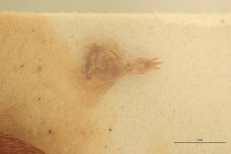 Anchastus consimilis M T Aedeagus.jpg