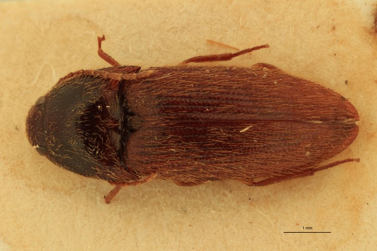 Anchastus consimilis M T D.jpg