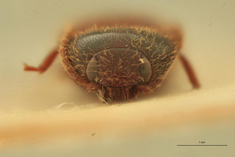 Anchastus consimilis M T F.jpg