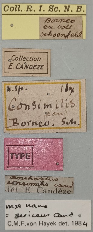 Anchastus consimilis M T Labels.jpg
