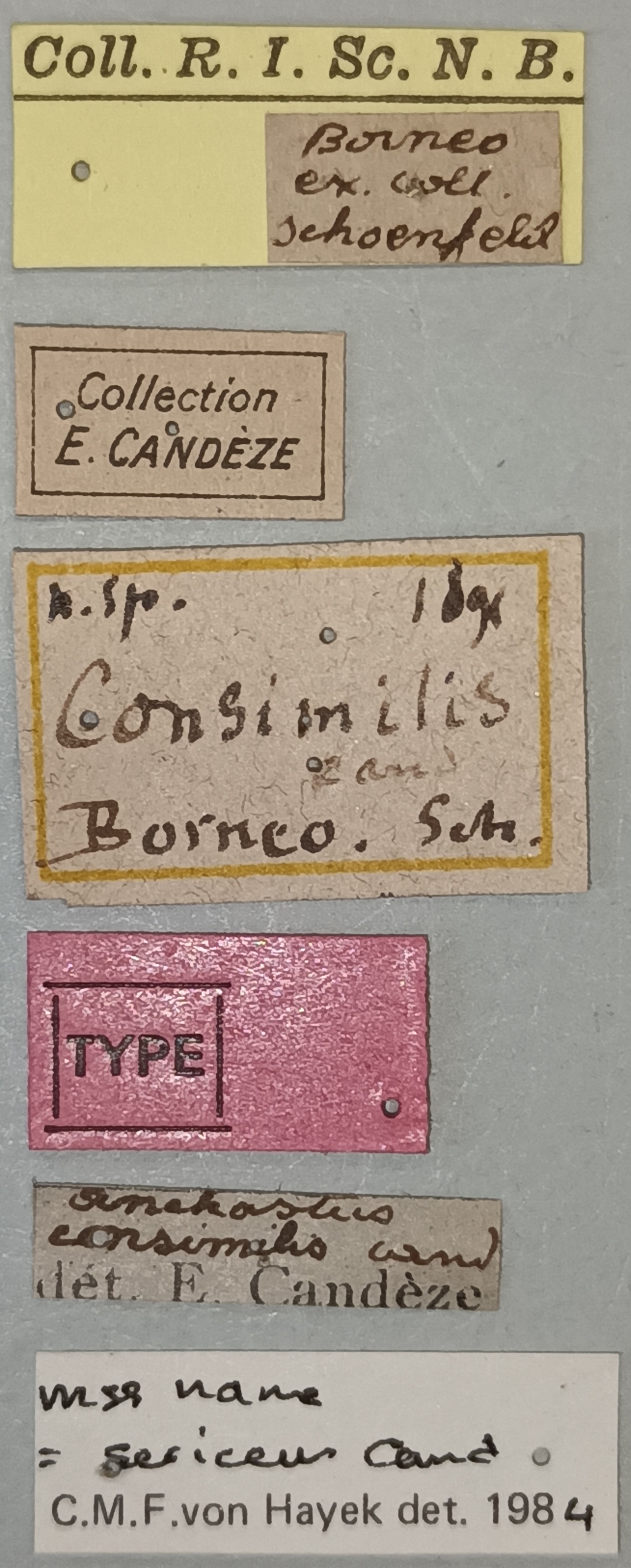 Anchastus consimilis M T Labels.jpg